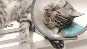 吃瓜猫咪合拍,萌态十足，网友直呼可爱到爆