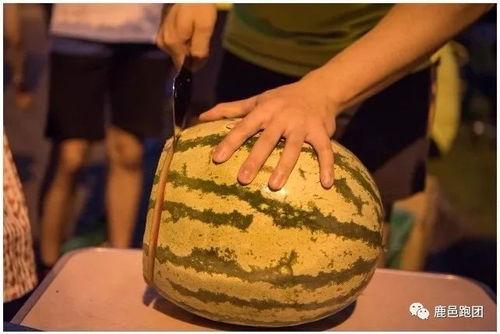 宠物吃瓜大赛视频,萌宠欢乐秀，瓜果谁主沉浮？