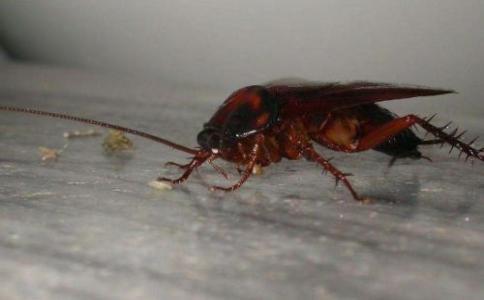 带你吃瓜广东蟑螂,带你领略南国“吃瓜”文化中的独特魅力