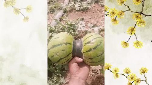 头瓜可以吃吗,揭秘其食用价值与烹饪技巧