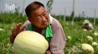 邢台威县吃瓜视频,一场引发热议的网络狂欢