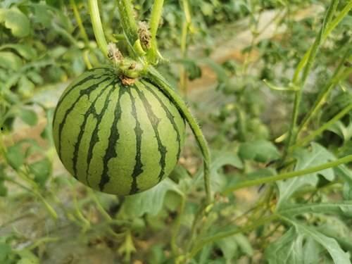 吃红瓜的配音,唤醒味蕾的甜蜜诱惑