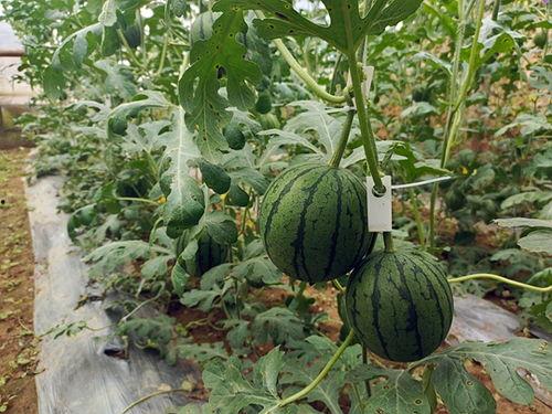 吃瓜搬运小行家,揭秘吃瓜搬运小行家的瓜界传奇