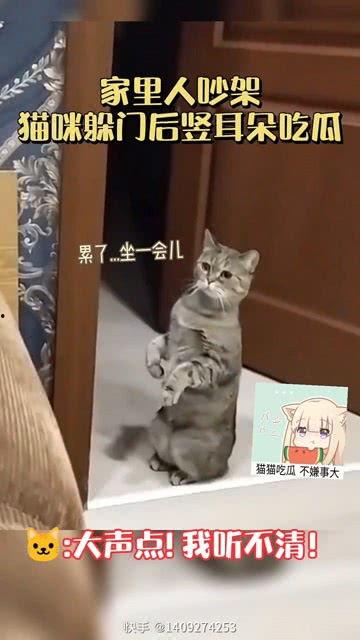 猫在旁边吃瓜