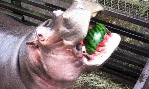 河马吃大王瓜,揭秘河马与大王瓜的奇妙邂逅