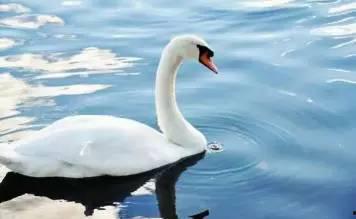 白天鹅吃瓜,一场与自然的和谐共舞