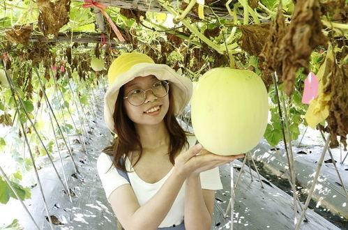 佛山新城吃瓜事件,一场网络热议背后的真相揭秘