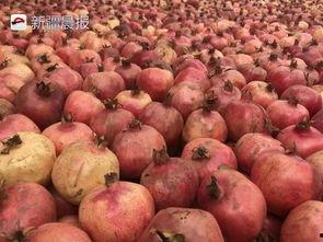 石榴熟了才吃瓜,探寻成熟时机与美食的完美邂逅