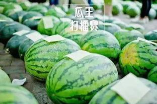 临夏莲花吃瓜比赛,瓜王争霸，欢乐盛夏！