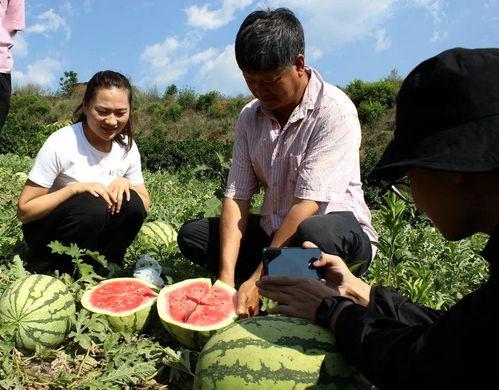 瓜地的吃瓜群众,吃瓜群众的狂欢盛宴