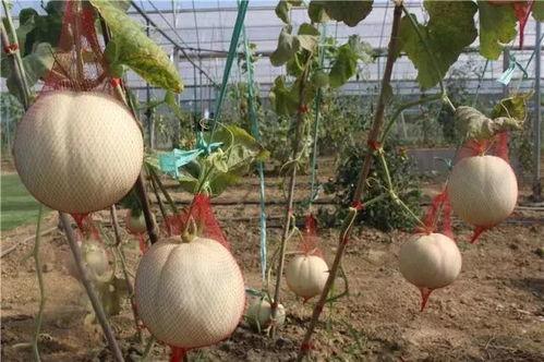 榆树湾吃瓜,一场别开生面的吃瓜狂欢