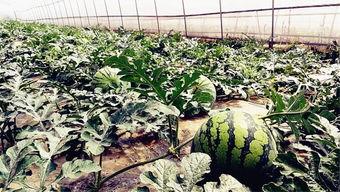 几月吃花几月吃瓜,跟随月份吃花吃瓜，尽享四季美味时光”