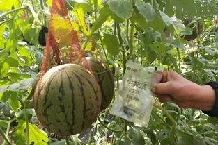 雨墨吃瓜,揭秘娱乐圈幕后故事