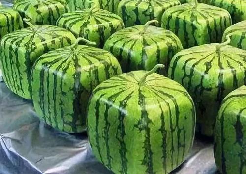 吃瓜捞的起源,吃瓜捞的起源与演变