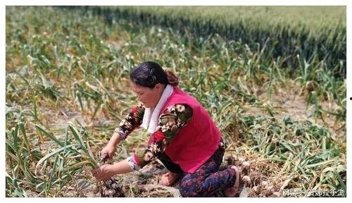 女人梦见吃红色瓜,红色瓜果的甜蜜启示