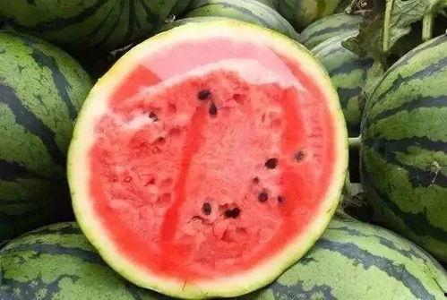 1米瓜吃瓜,揭秘巨型瓜果的神奇魅力