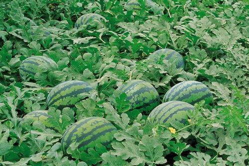 王麒麟吃瓜,揭秘娱乐圈幕后真相